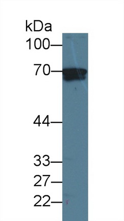 Monoclonal Antibody to Lectin Galactoside Binding, Soluble 3 Binding Protein (LGALS3BP)