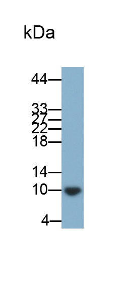 Monoclonal Antibody to S100 Calcium Binding Protein A6 (S100A6)