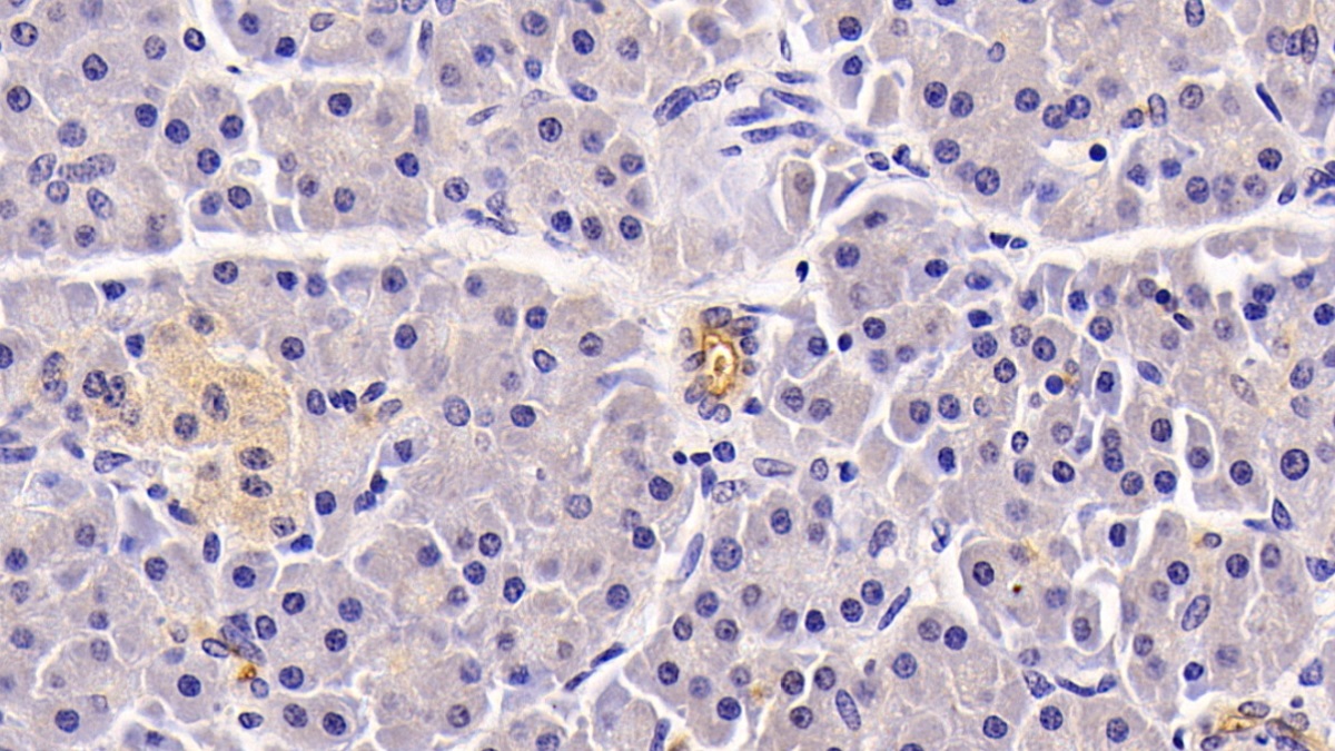 Monoclonal Antibody to Neprilysin (CD10)