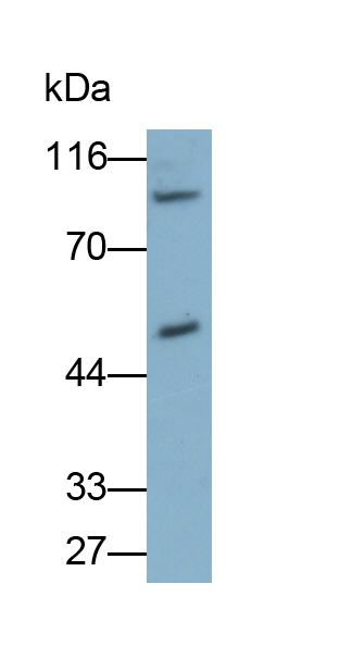 Monoclonal Antibody to Nuclear Factor Kappa B (NFkB)