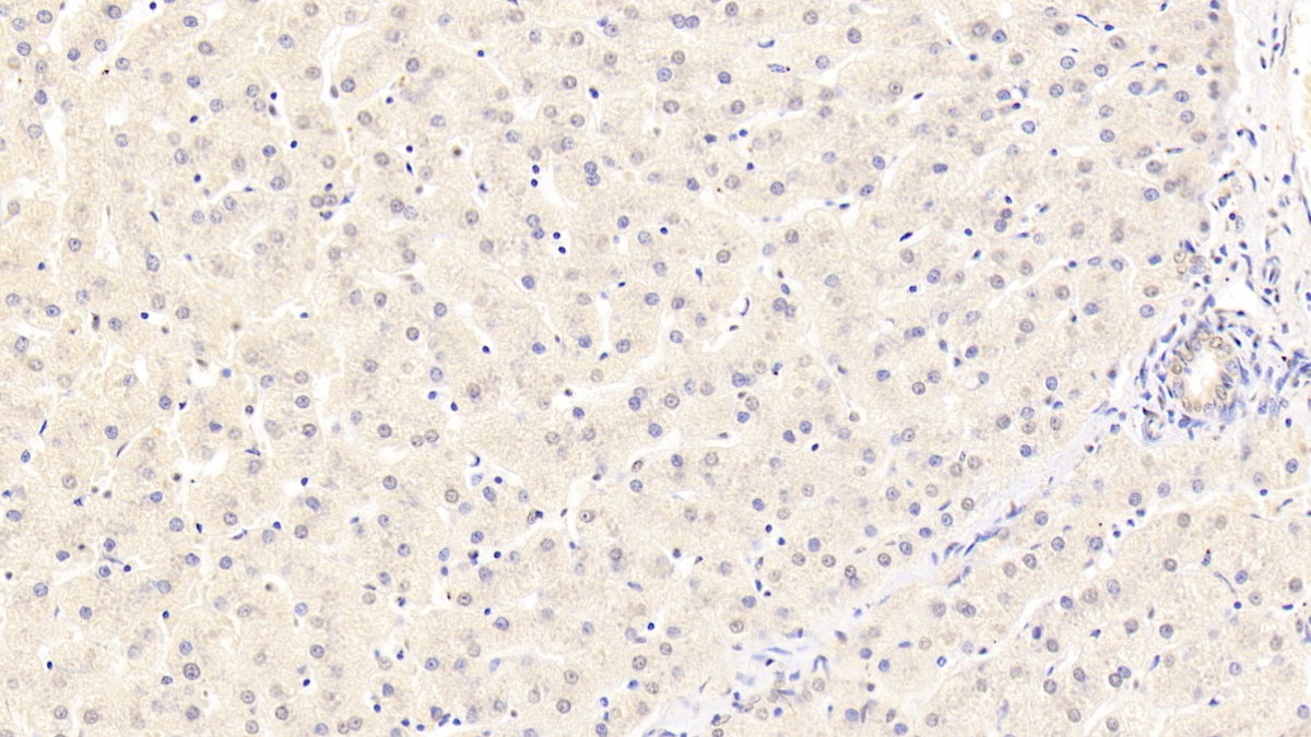 Monoclonal Antibody to Hedgehog Homolog, Sonic (SHH)