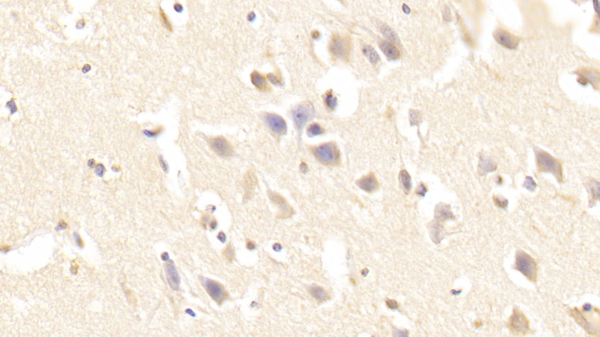 Monoclonal Antibody to Hedgehog Homolog, Sonic (SHH)