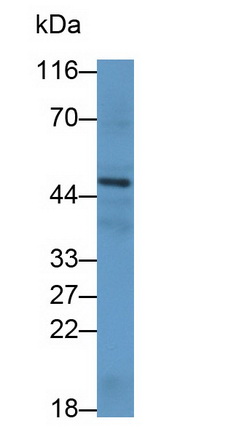 Monoclonal Antibody to Hedgehog Homolog, Sonic (SHH)