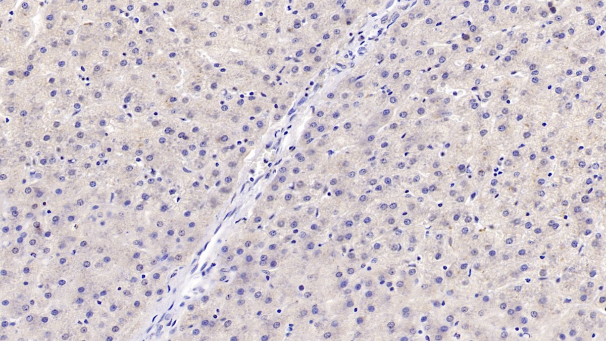 Monoclonal Antibody to Hedgehog Homolog, Sonic (SHH)