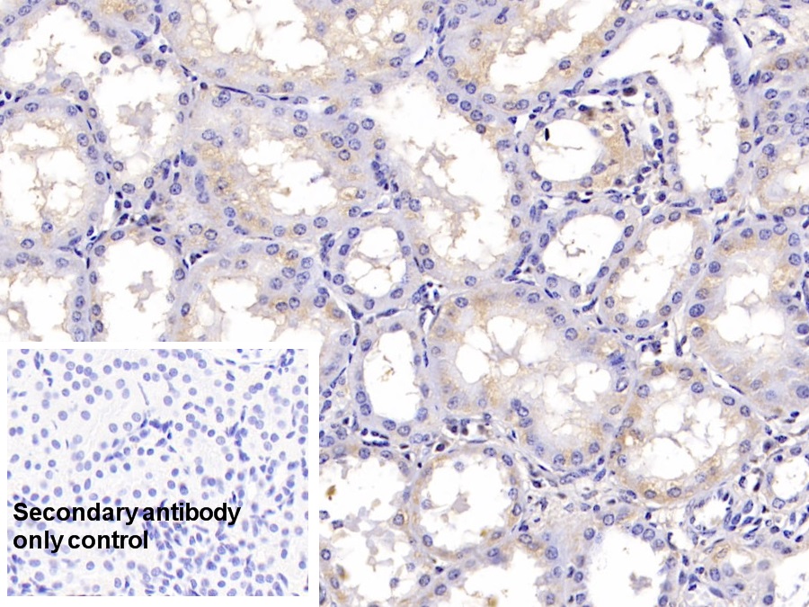 Monoclonal Antibody to Hedgehog Homolog, Sonic (SHH)