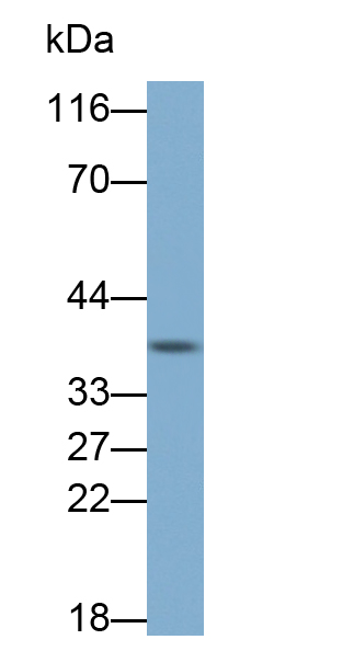 Monoclonal Antibody to Inhibitory Subunit Of NF Kappa B Alpha (IkBa)