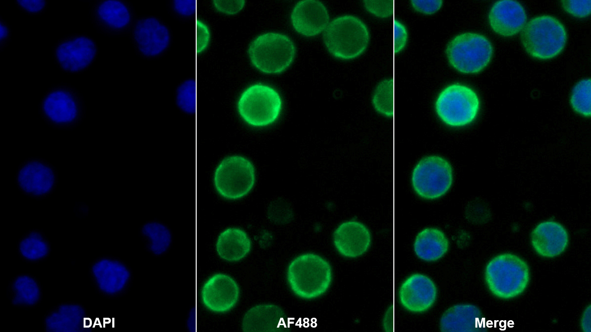 Monoclonal Antibody to Cluster Of Differentiation 19 (CD19)