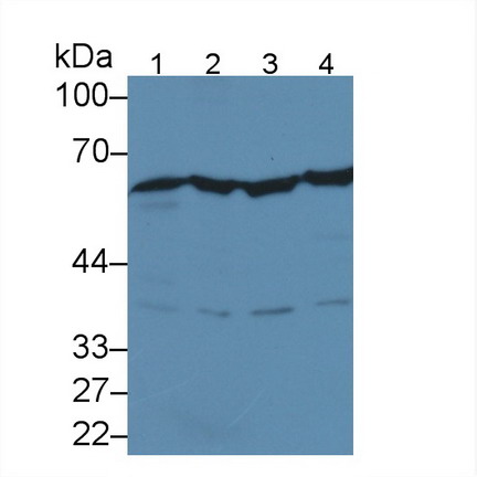 Monoclonal Antibody to Forkhead Box P3 (FOXP3)