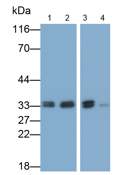 Monoclonal Antibody to Cyclin Dependent Kinase 1 (CDK1)