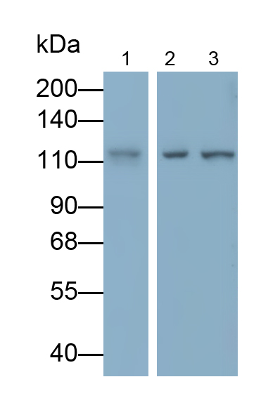 Monoclonal Antibody to Insulin Degrading Enzyme (IDE)