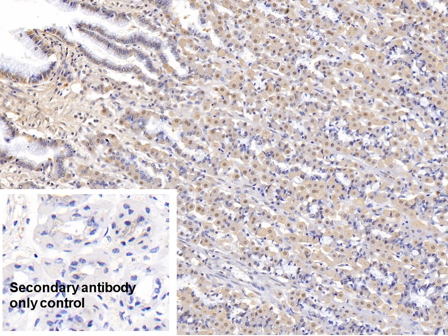 Monoclonal Antibody to Glyceraldehyde-3-Phosphate Dehydrogenase (GAPDH)