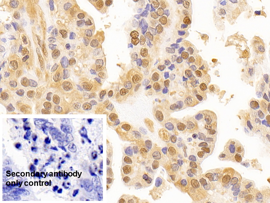 Monoclonal Antibody to Glyceraldehyde-3-Phosphate Dehydrogenase (GAPDH)