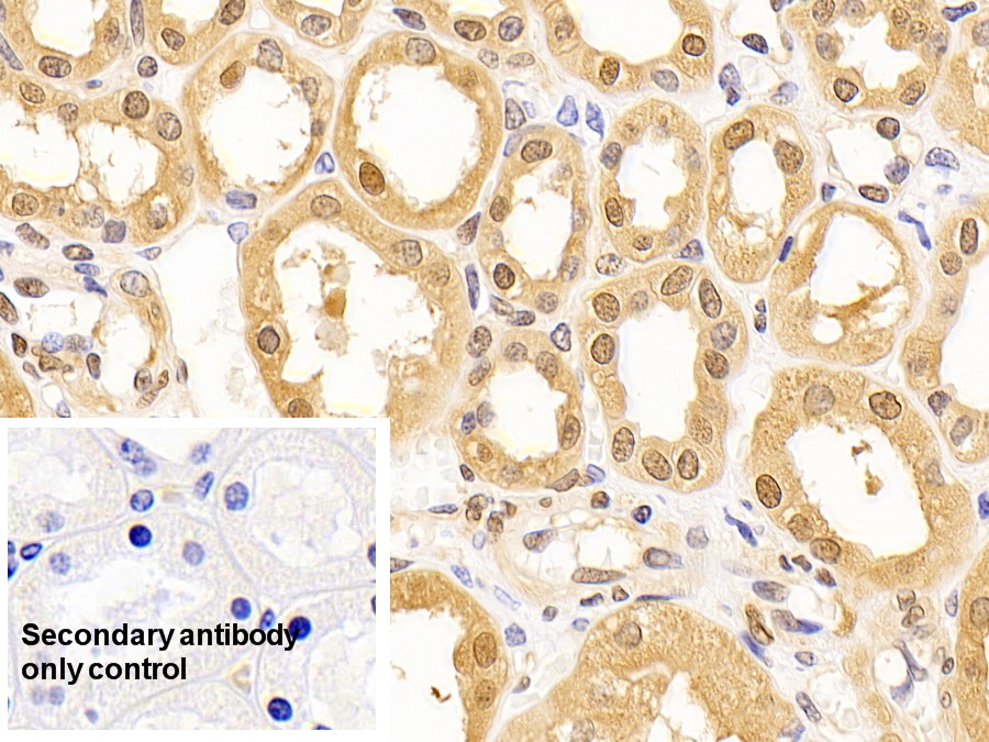 Monoclonal Antibody to Glyceraldehyde-3-Phosphate Dehydrogenase (GAPDH)