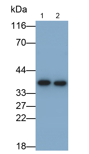 Monoclonal Antibody to Glyceraldehyde-3-Phosphate Dehydrogenase (GAPDH)