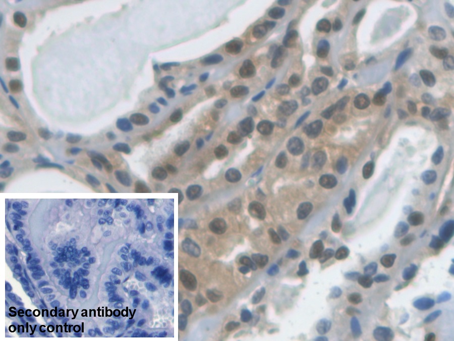 Monoclonal Antibody to Glyceraldehyde-3-Phosphate Dehydrogenase (GAPDH)