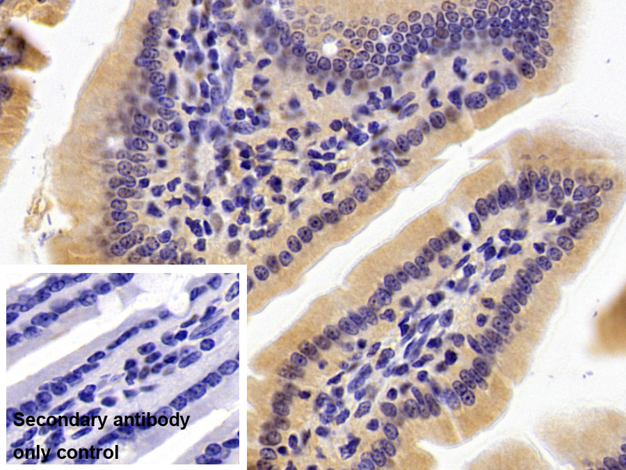 Monoclonal Antibody to Glyceraldehyde-3-Phosphate Dehydrogenase (GAPDH)