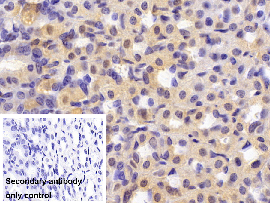 Monoclonal Antibody to Glyceraldehyde-3-Phosphate Dehydrogenase (GAPDH)