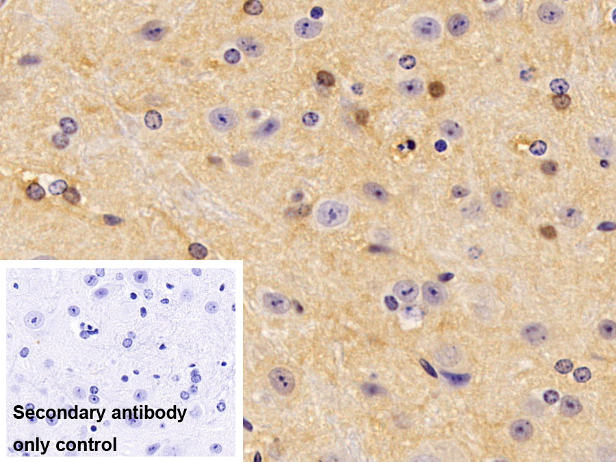 Monoclonal Antibody to Glyceraldehyde-3-Phosphate Dehydrogenase (GAPDH)