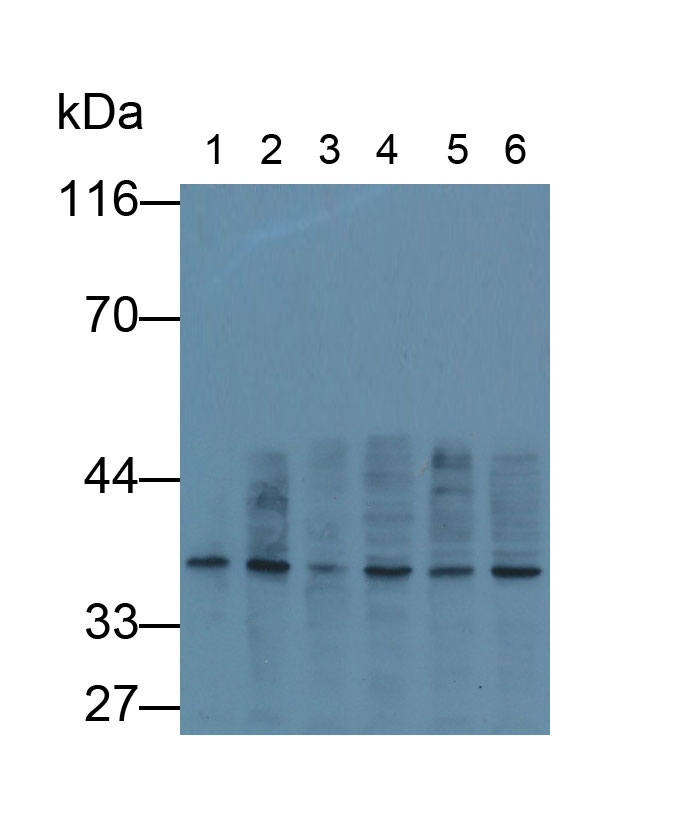 Monoclonal Antibody to Glyceraldehyde-3-Phosphate Dehydrogenase (GAPDH)