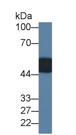 Monoclonal Antibody to Leucine Rich Alpha-2-Glycoprotein 1 (LRG1)