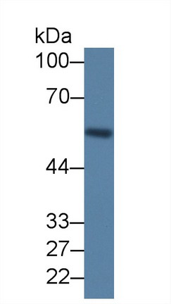 Monoclonal Antibody to Leucine Rich Alpha-2-Glycoprotein 1 (LRG1)