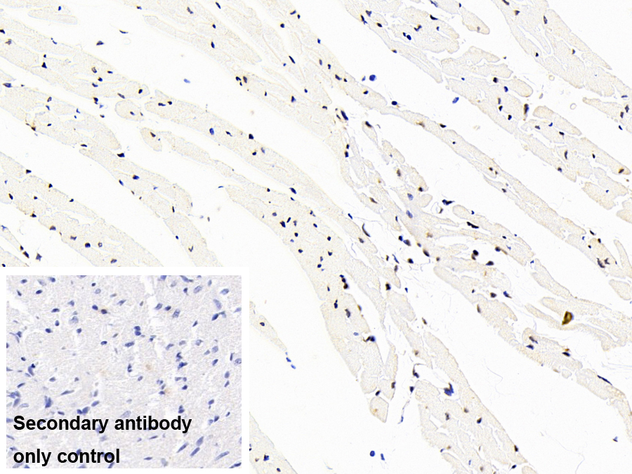 Monoclonal Antibody to Tar DNA Binding Protein 43kDa (TDP43)
