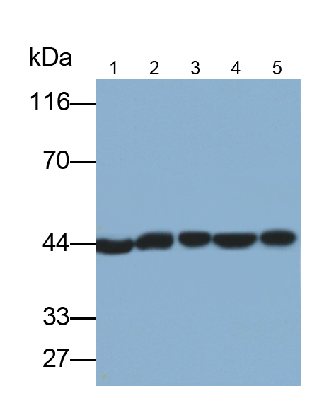 Monoclonal Antibody to Tar DNA Binding Protein 43kDa (TDP43)