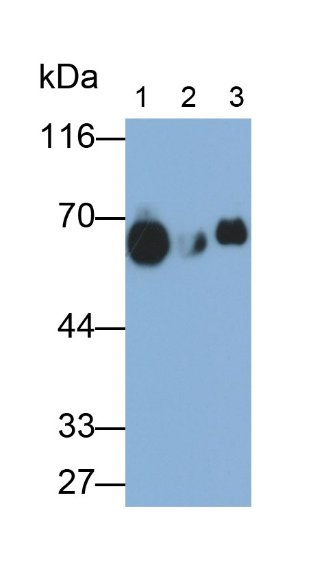 Monoclonal Antibody to Monoamine Oxidase A (MAOA)