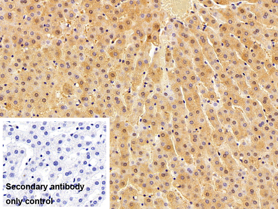 Monoclonal Antibody to Superoxide Dismutase 1 (SOD1)