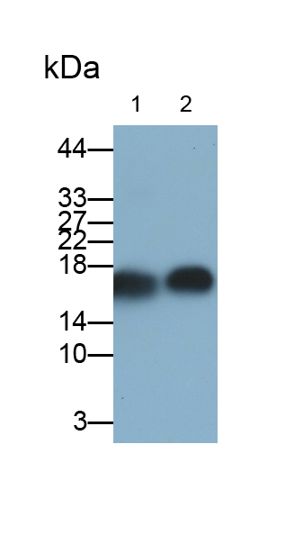 Monoclonal Antibody to Superoxide Dismutase 1 (SOD1)
