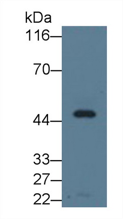 Monoclonal Antibody to Apolipoprotein A4 (APOA4)