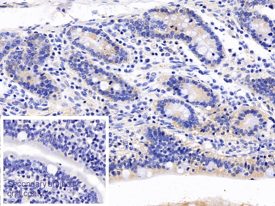 Monoclonal Antibody to Apolipoprotein A4 (APOA4)