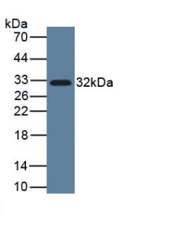 Monoclonal Antibody to Interleukin 33 (IL33)