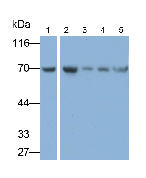 Monoclonal Antibody to Tau-Protein Kinase 1 (tPK1)