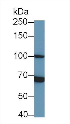 Monoclonal Antibody to Toll Like Receptor 5 (TLR5)