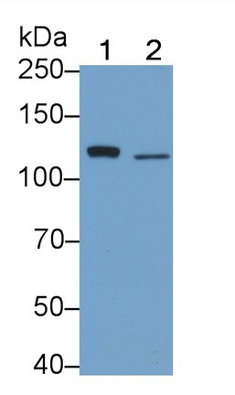 Monoclonal Antibody to Toll Like Receptor 5 (TLR5)
