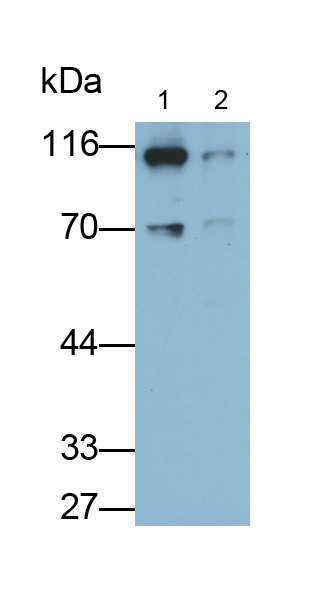 Monoclonal Antibody to Toll Like Receptor 5 (TLR5)
