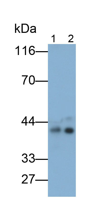 Monoclonal Antibody to Apolipoprotein A5 (APOA5)