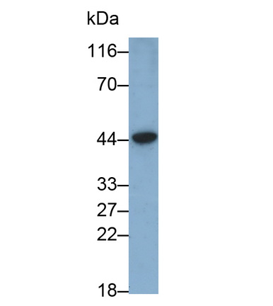 Monoclonal Antibody to Apolipoprotein A5 (APOA5)