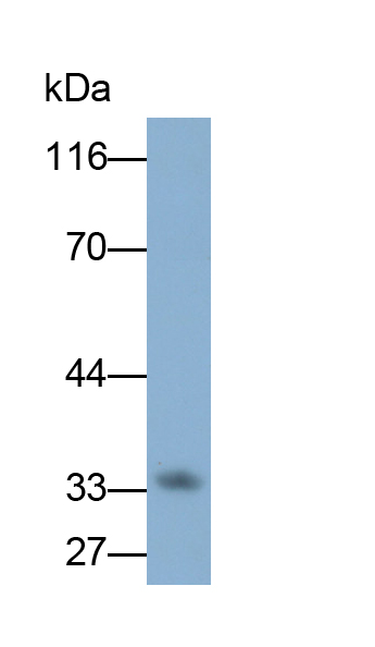 Monoclonal Antibody to Growth Differentiation Factor 15 (GDF15)