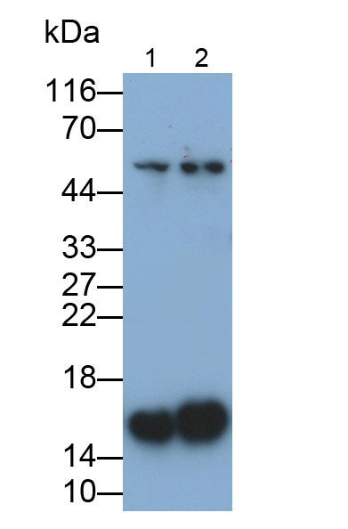 Monoclonal Antibody to Survivin (Surv)