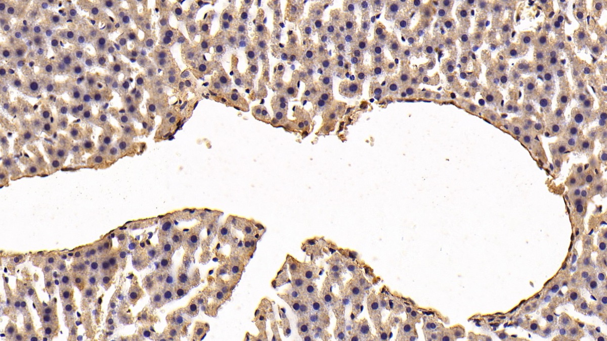 Monoclonal Antibody to S100 Calcium Binding Protein A10 (S100A10)