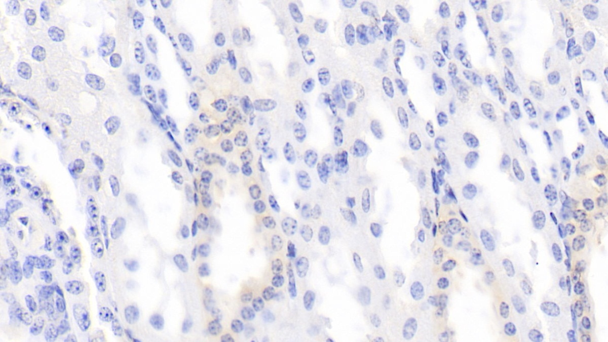 Monoclonal Antibody to Bone Morphogenetic Protein 3 (BMP3)