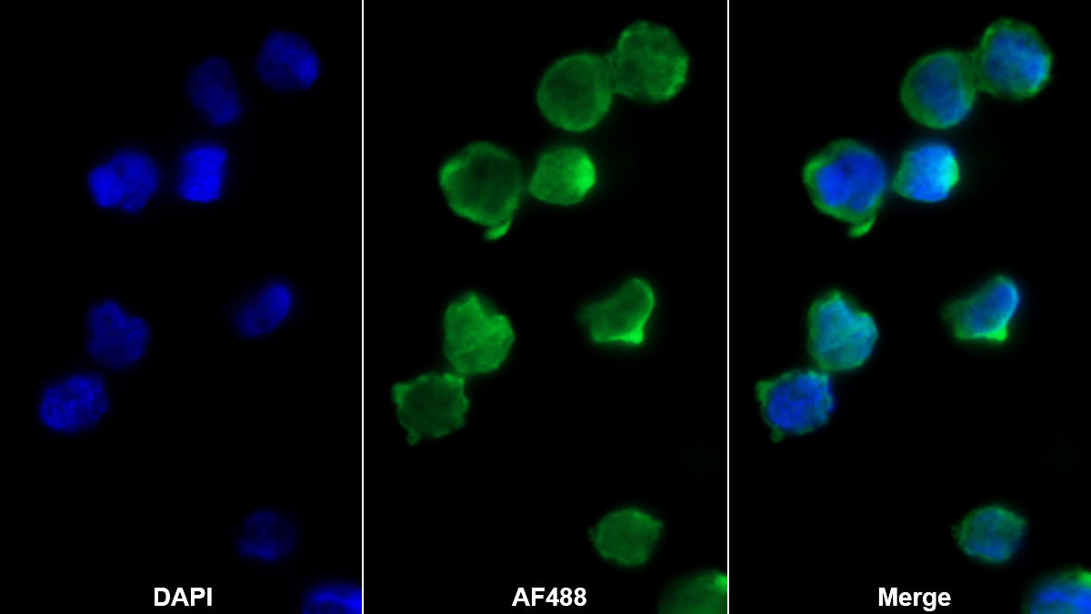 Monoclonal Antibody to Growth Differentiation Factor 3 (GDF3)