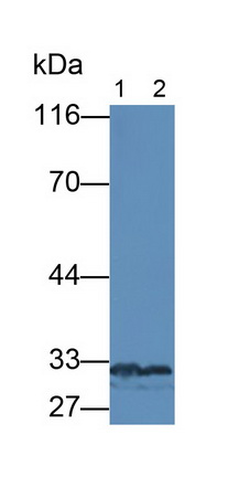 Monoclonal Antibody to Growth Differentiation Factor 11 (GDF11)