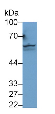 Monoclonal Antibody to Activin A Receptor Type II A (ACVR2A)