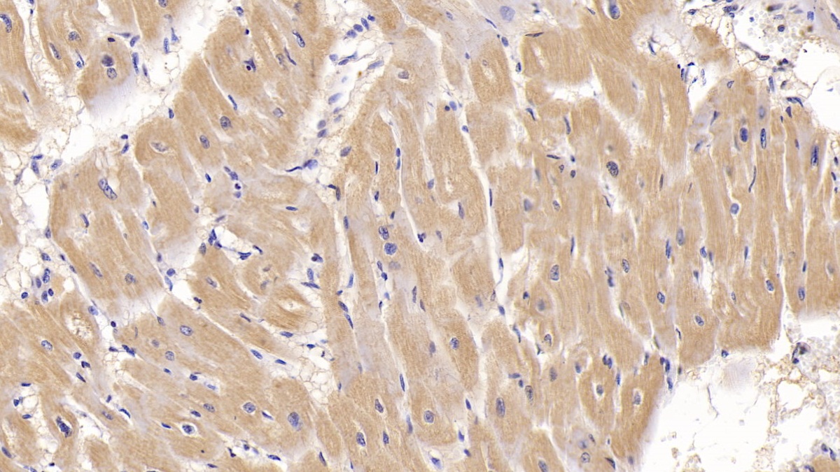 Monoclonal Antibody to Activin A Receptor Type II A (ACVR2A)