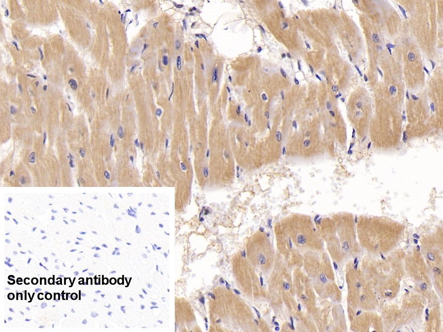 Monoclonal Antibody to Activin A Receptor Type II A (ACVR2A)