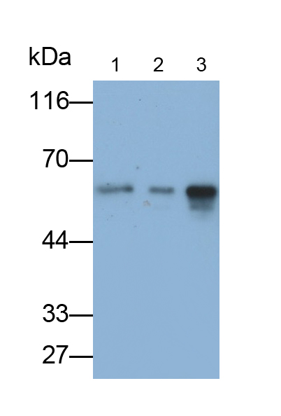 Monoclonal Antibody to Mothers Against Decapentaplegic Homolog 2 (Smad2)
