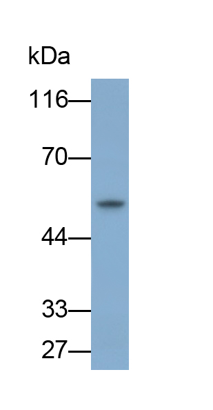 Monoclonal Antibody to Mothers Against Decapentaplegic Homolog 2 (Smad2)